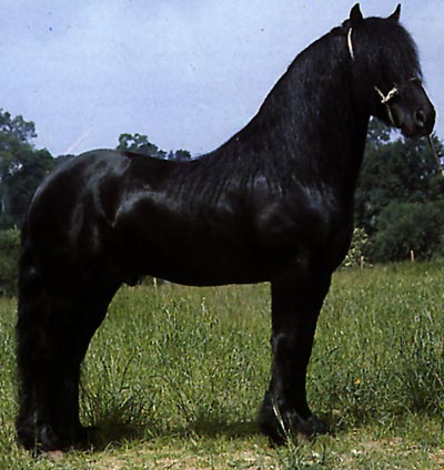 felský pony