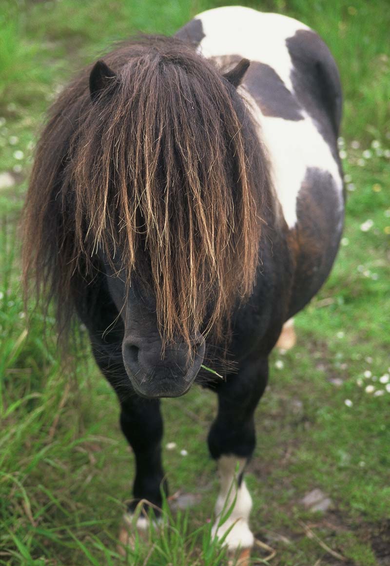 mammalshetlandpony