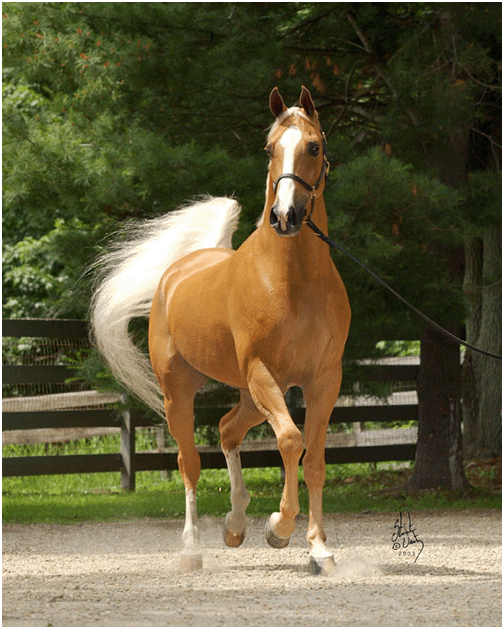 palomino