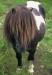 mammalshetlandpony